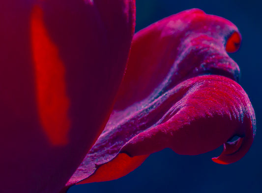 Unfolding Radiance