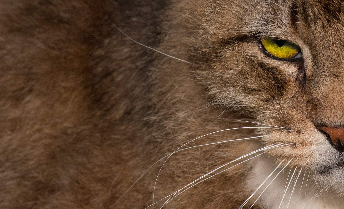 The Eye Of The Tiger