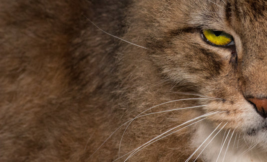 The Eye Of The Tiger