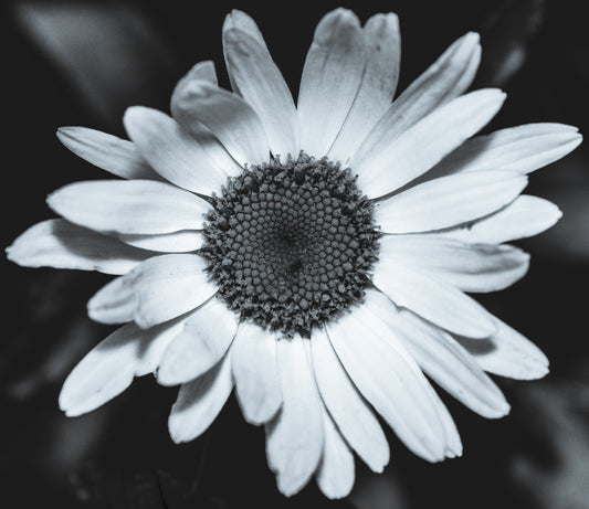 She Loves Me, She Loves Me Not